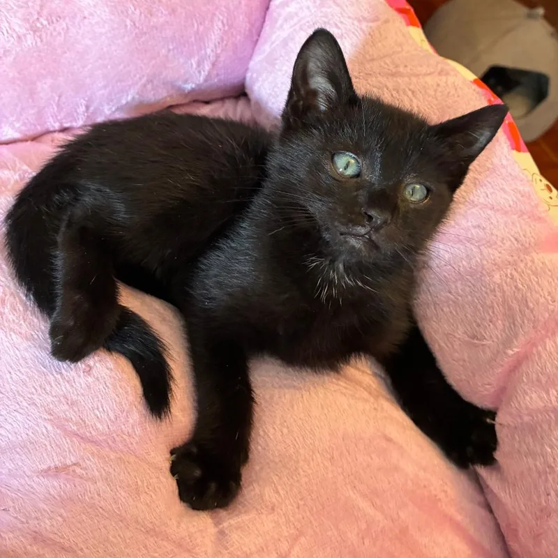 A baby small-sized male Domestic Short Hair cat named Oren for adoption in Cumming, GA
