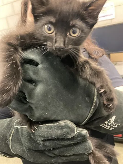 A baby small-sized male Domestic Short Hair cat named Iris for adoption in Dallas, TX