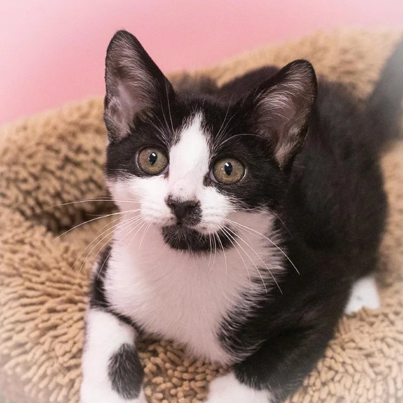 A baby small-sized female Black Domestic Short Hair cat named Tutu for adoption in Ponte Vedra, FL