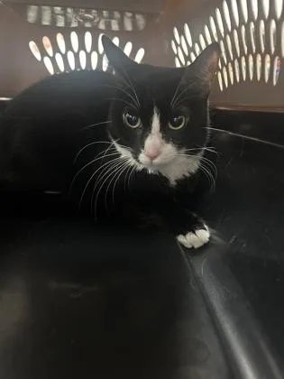 An adult small-sized male American Shorthair cat named Charlie for adoption in Largo, FL