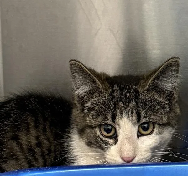 A baby small-sized male Domestic Short Hair cat named Cornflakes for adoption in Golden, CO