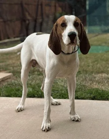 Arlo