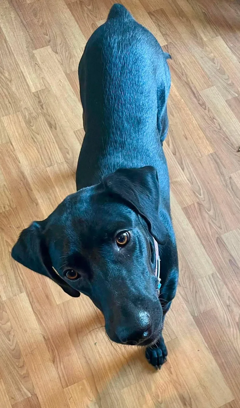 A young medium-sized female Black Labrador Retriever dog named Raven for adoption in Killingworth, CT
