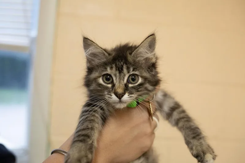 A baby small-sized female Domestic Long Hair cat named Magic for adoption in Mountain Home, AR