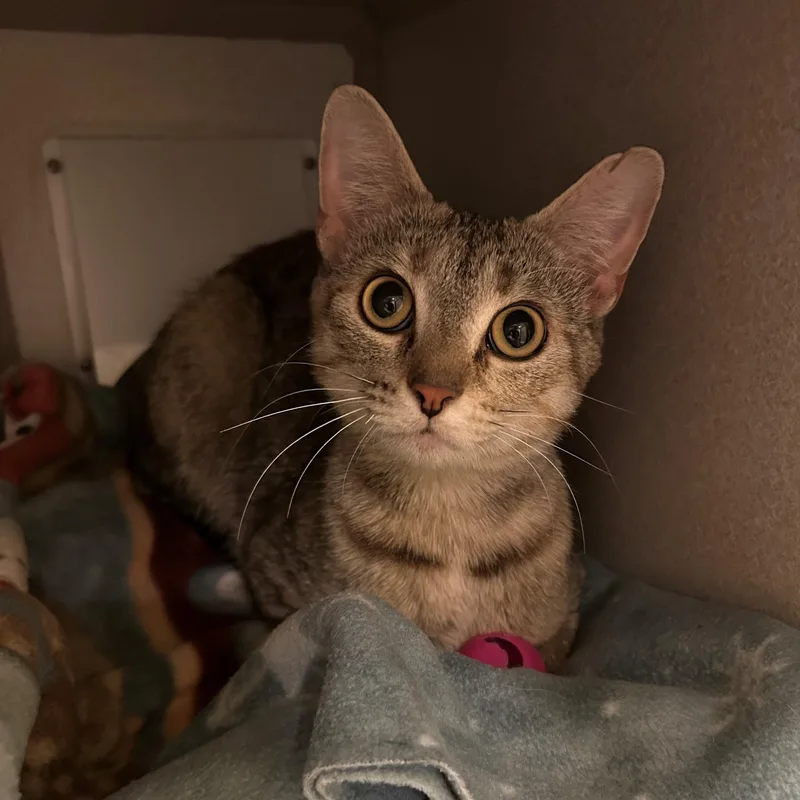 An adult medium-sized female Torbie Domestic Short Hair cat named Starla for adoption in Mason City, IA