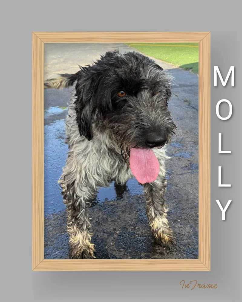 An adult medium-sized female Black Portuguese Water Dog dog named Molly for adoption in Fredericksburg, VA