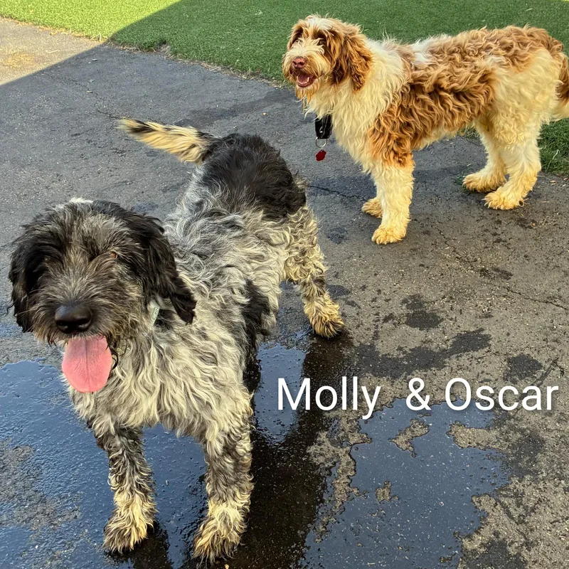 Molly thumbnail 2