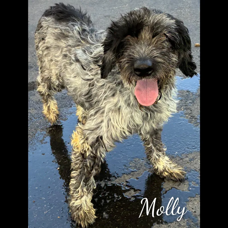 Molly thumbnail 5