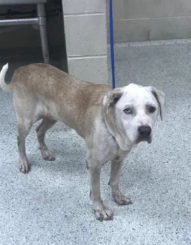 An adult medium-sized female Labrador Retriever dog named Cinnamon for adoption in Conroe, TX