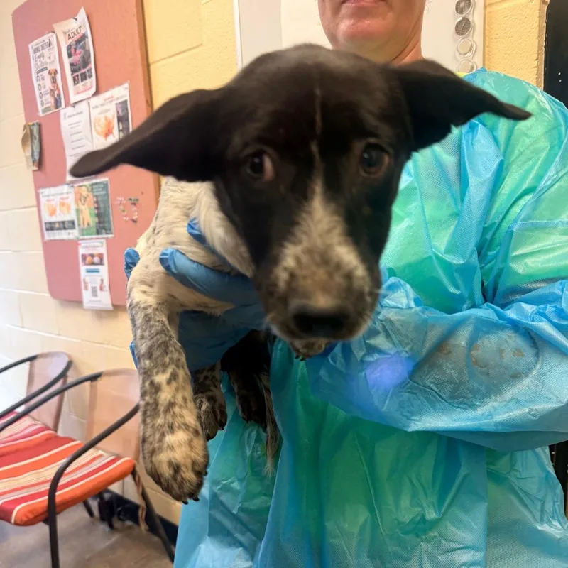 A baby small-sized female Black Mixed Breed dog named Greta for adoption in Corinth, MS