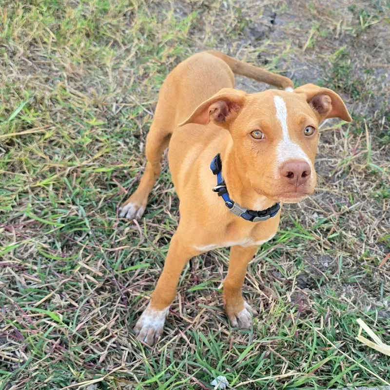 Oliver