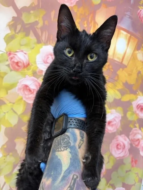 A young medium-sized female Domestic Short Hair cat named Guinevere for adoption in San Bernardino, CA