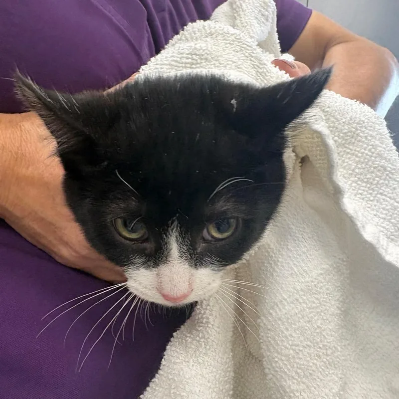 A baby small-sized male Black Domestic Short Hair cat named Mittens for adoption in Morganton, NC