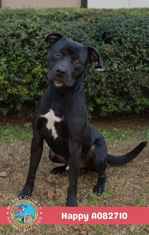 An adult medium-sized male Black Labrador Retriever dog named Happy for adoption in Mobile, AL