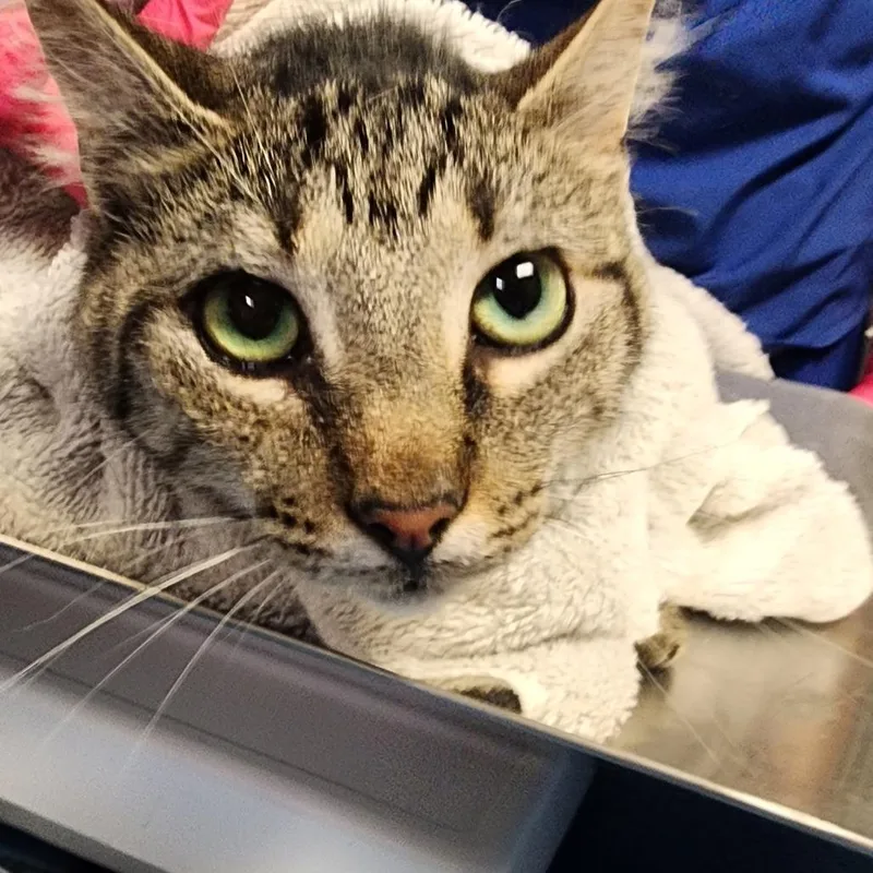 An adult medium-sized female Domestic Short Hair cat named Jasmine for adoption in Greenville, SC