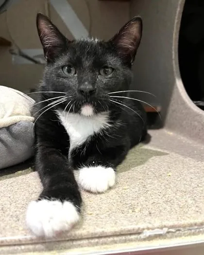 A baby small-sized male Domestic Short Hair cat named Johnny Knuckles for adoption in Washington, DC