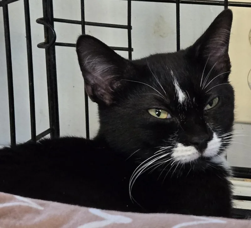 A baby medium-sized male Tuxedo cat named Cadbury for adoption in Windsor, CT