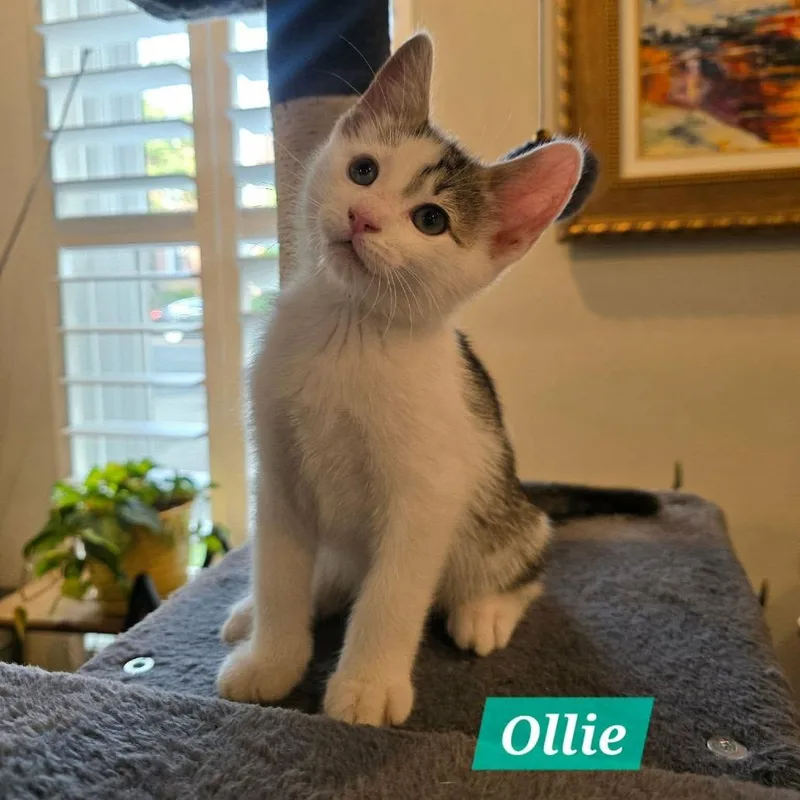 A baby small-sized male White Domestic Short Hair cat named Ollie for adoption in Reisterstown, MD