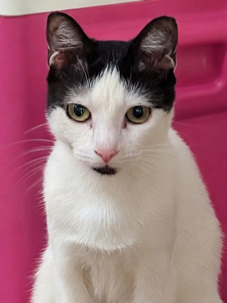 A baby medium-sized female Domestic Short Hair cat named Fat Fat for adoption in Grovetown, GA