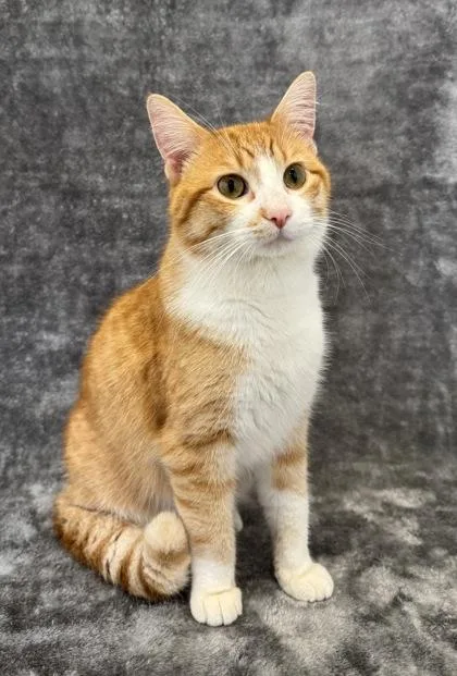 An adult medium-sized male Domestic Short Hair cat named Simon for adoption in Buffalo, MN