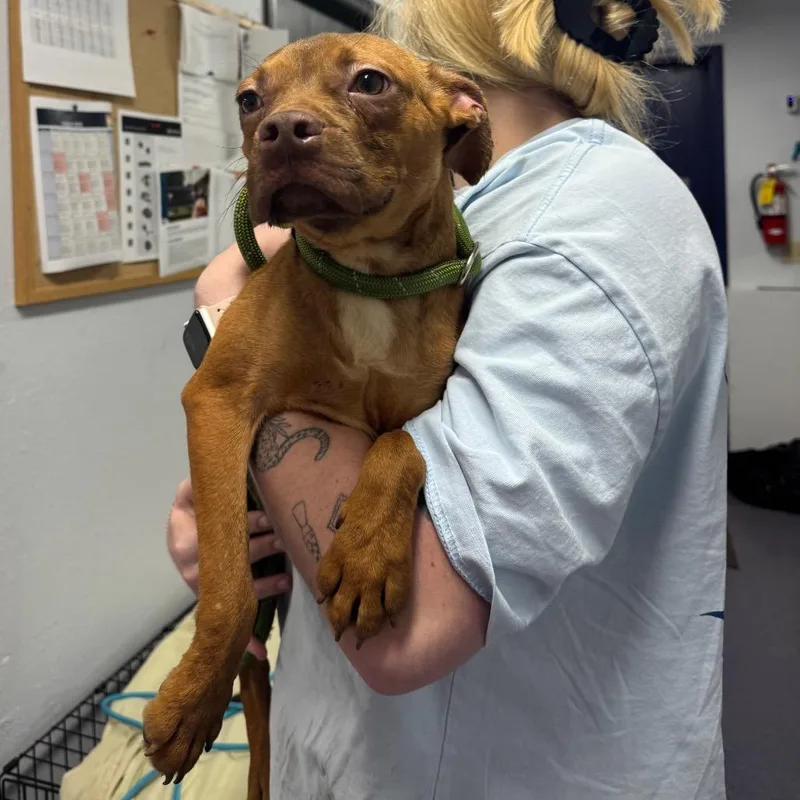 A young small-sized male Red / Chestnut / Orange Mixed Breed dog named Blob for adoption in Edwardsville, IL