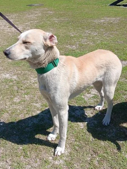 A baby medium-sized male Carolina Dog dog named Volcano for adoption in Conway, SC