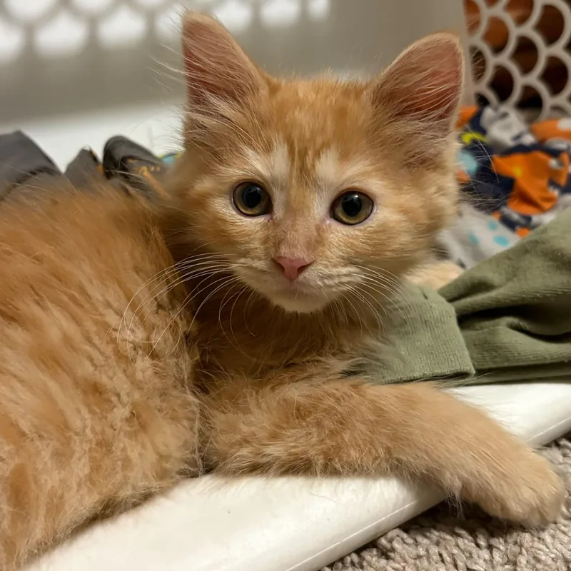 A baby medium-sized female Orange & White Domestic Long Hair cat named Sneezy for adoption in Washington, MI