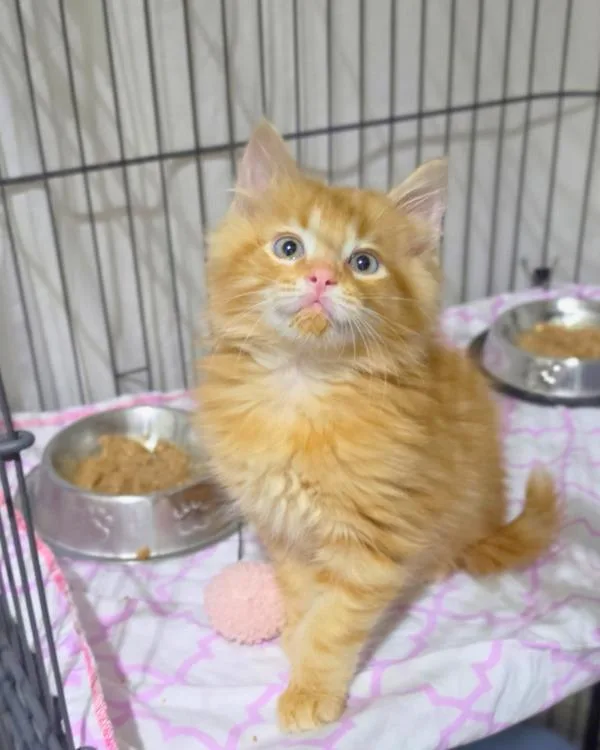 A baby small-sized male Domestic Medium Hair cat named Caymus for adoption in Novato, CA