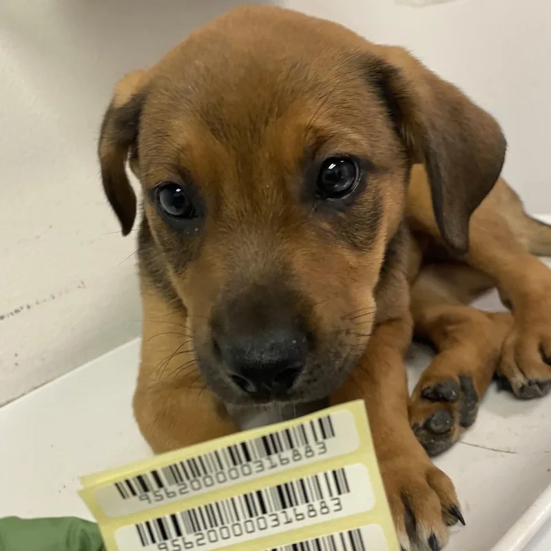 A baby small-sized female Red / Chestnut / Orange Mixed Breed dog named Fiona Gallagher for adoption in Charleston, WV