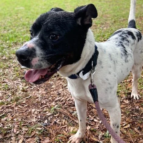 An adult large-sized male White / Cream Mixed Breed dog named Tank for adoption in Jacksonville, FL