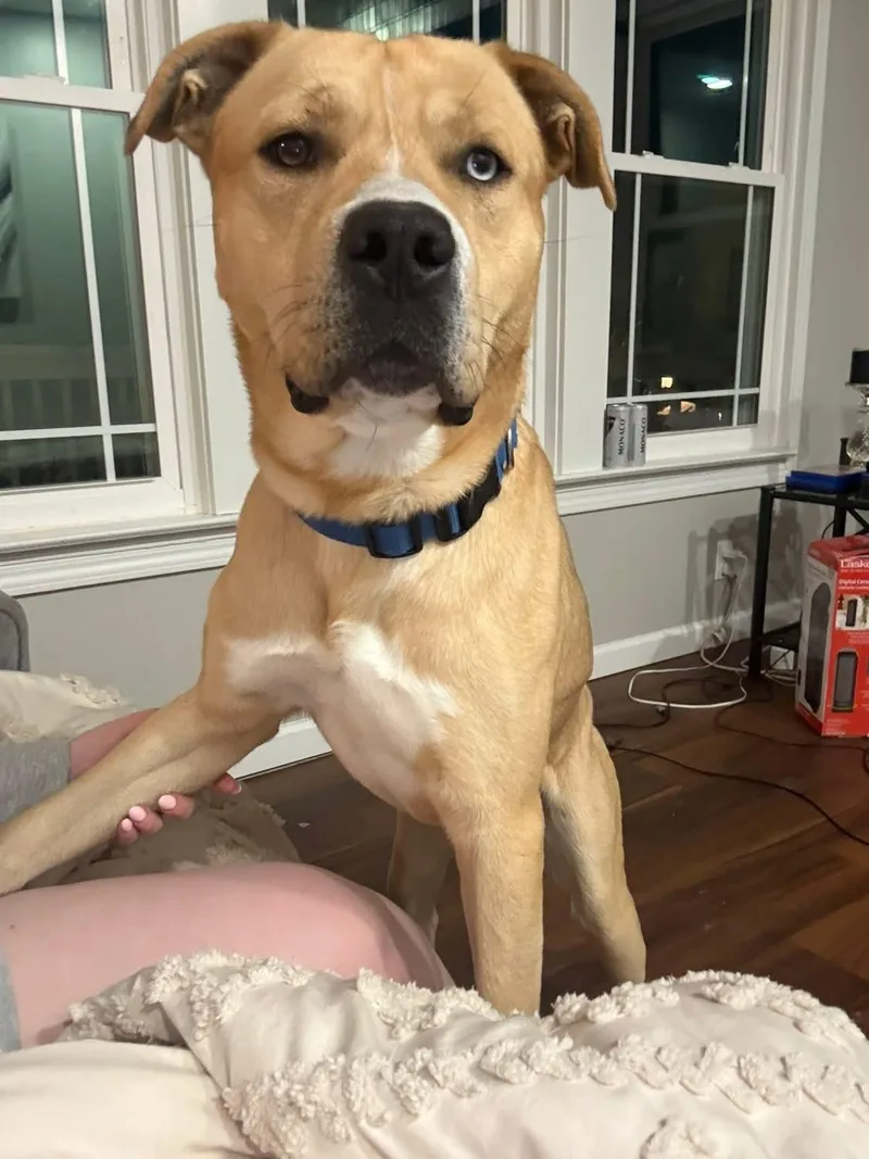 Bullwinkle thumbnail 2