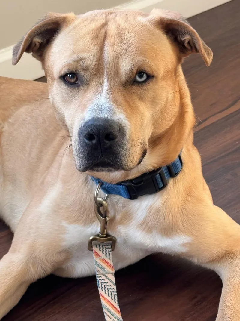 Bullwinkle thumbnail 3