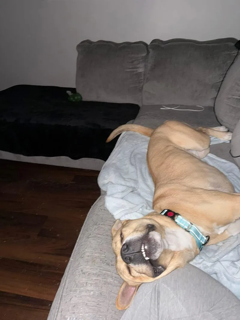 Bullwinkle thumbnail 4