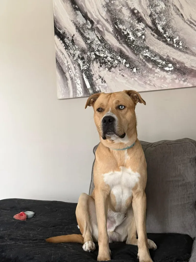 Bullwinkle thumbnail 5