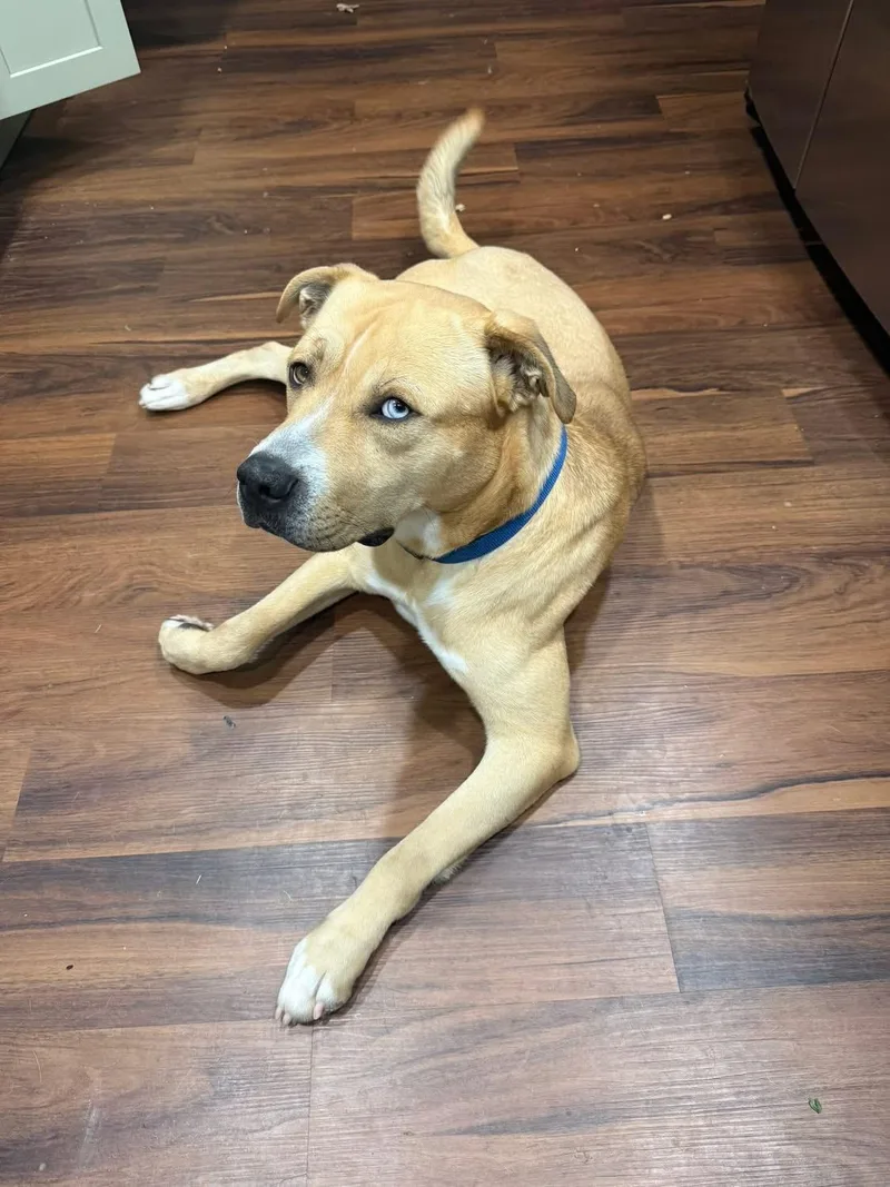 Bullwinkle thumbnail 6