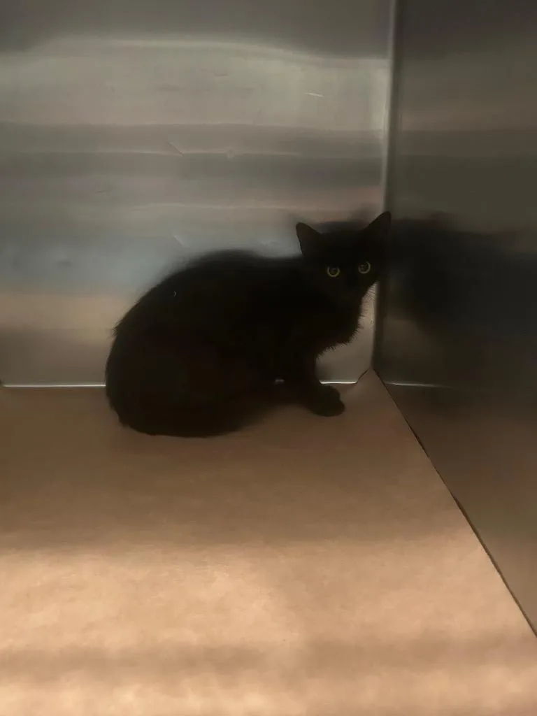 A young large-sized male Domestic Short Hair cat named Wario for adoption in Cartersville , GA