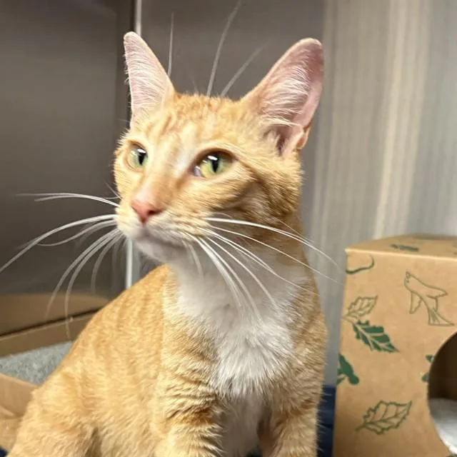 A young small-sized female Domestic Short Hair cat named Thursday for adoption in St. Louis, MO