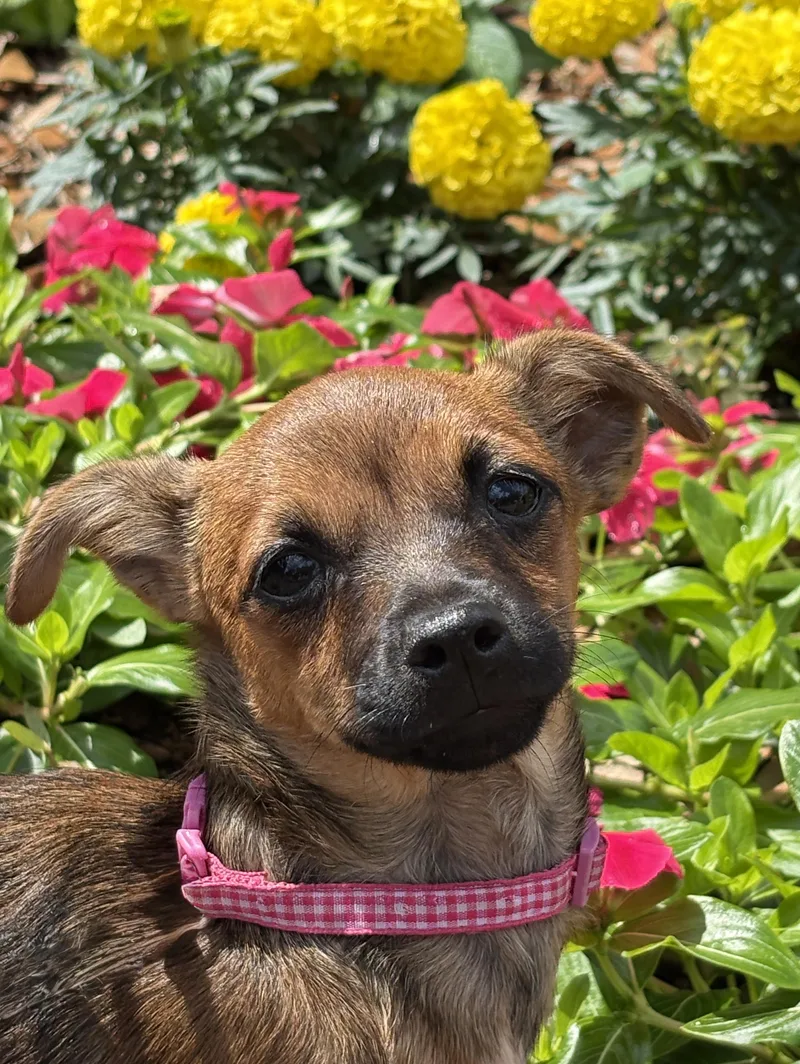 A baby small-sized female Brown / Chocolate Chihuahua dog named Posey Tiny Pup! for adoption in Cypress, TX