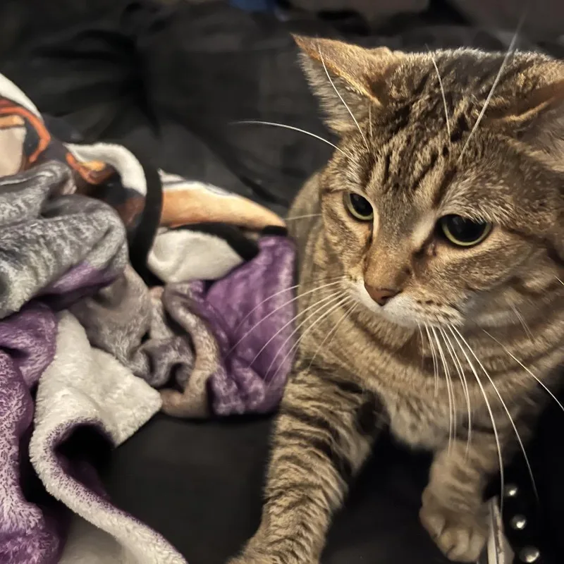 An adult small-sized female Brown / Chocolate Manx cat named Bear for adoption in Rochester, MN