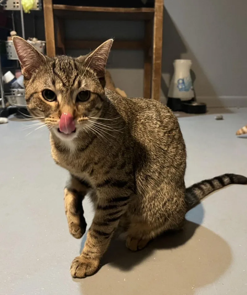 Crackers thumbnail 3