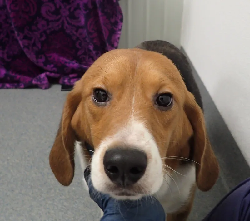 A young small-sized male Bicolor Beagle dog named Bumblebee coming soon for adoption in Grayslake, IL