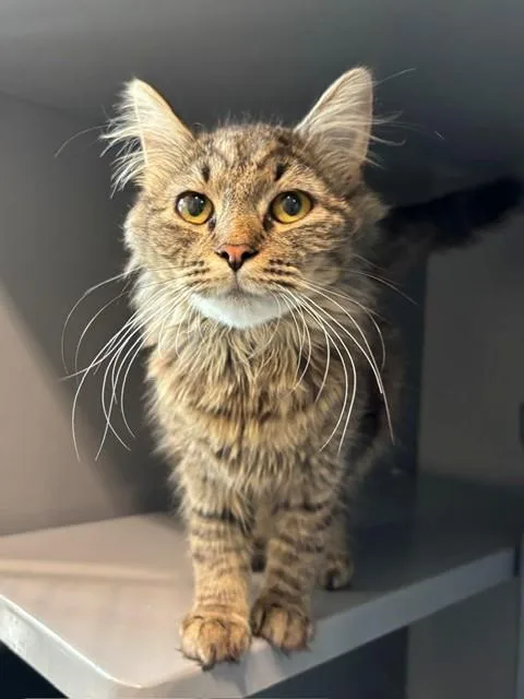 A young small-sized female Domestic Medium Hair cat named Jade for adoption in Leesburg, VA