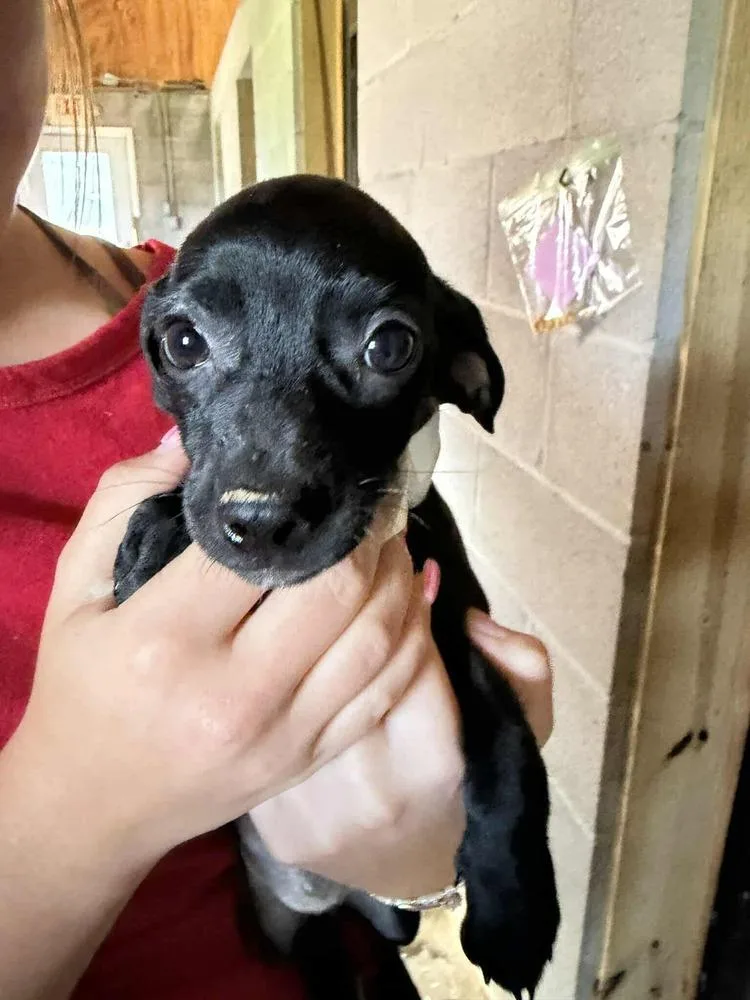 A baby small-sized female Tricolor (Brown, Black, & White) Chihuahua dog named Luna for adoption in New York, NY