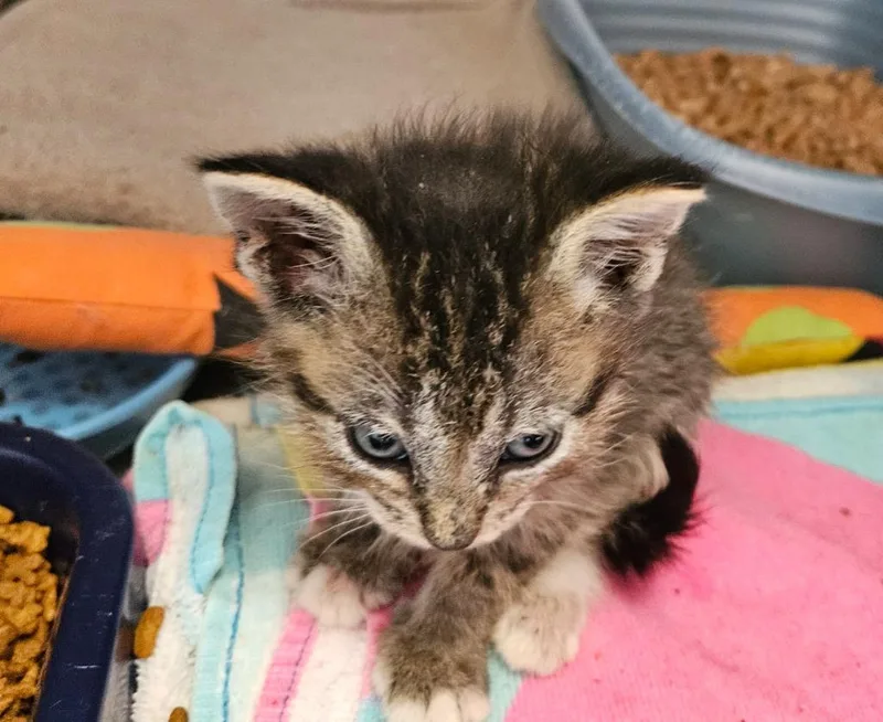 A baby medium-sized male Domestic Short Hair cat named Turkey Foot for adoption in Mocksville, NC