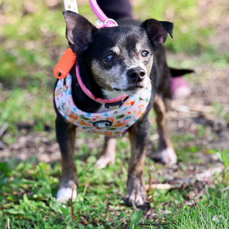 A senior small-sized male Chihuahua dog named Derby Duke for adoption in Palatine, IL
