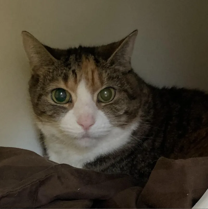 A senior medium-sized female Domestic Medium Hair cat named KiKi for adoption in Philadelphia, PA