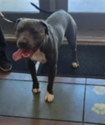 A young medium-sized female Pit Bull Terrier dog named Loca for adoption in Van Nuys, CA