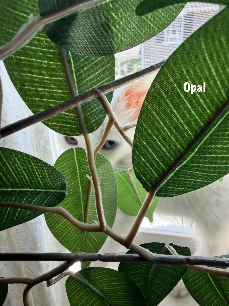 Opal