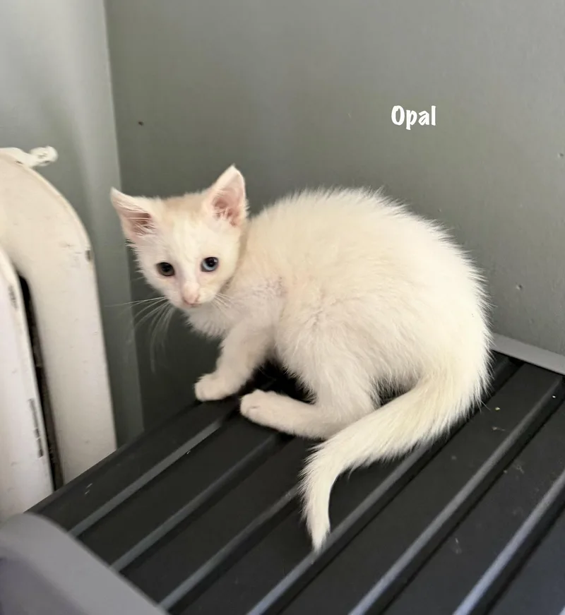 Opal thumbnail 2