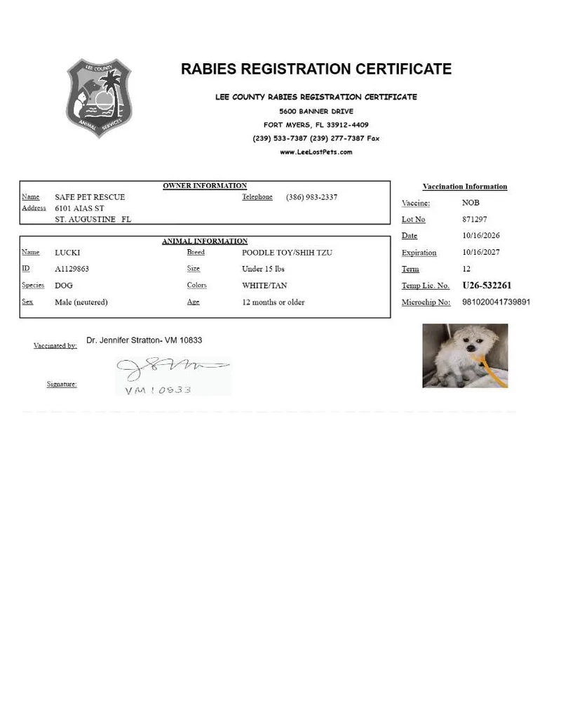 An adult small-sized male Shih Tzu dog named Lucki for adoption in St. Augustine, FL
